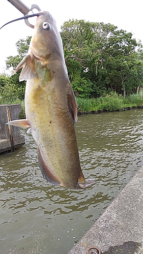 アメリカナマズの釣果