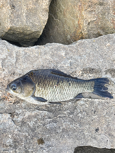 フナの釣果