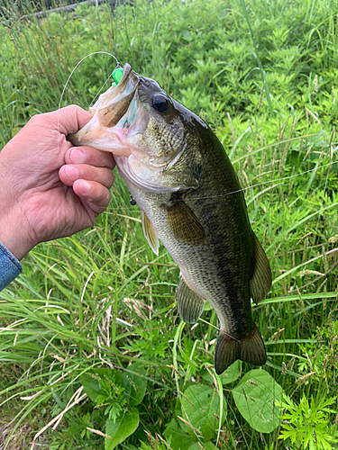 ラージマウスバスの釣果