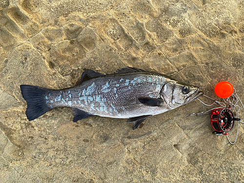 ヒラスズキの釣果