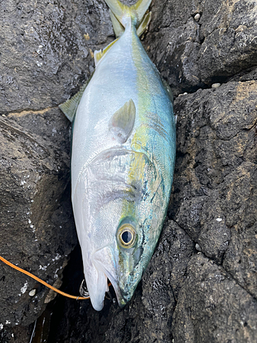 イナダの釣果