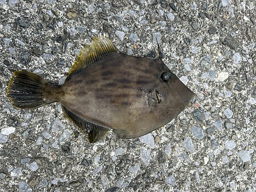 カワハギの釣果