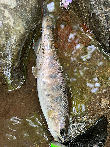 ヤマメの釣果