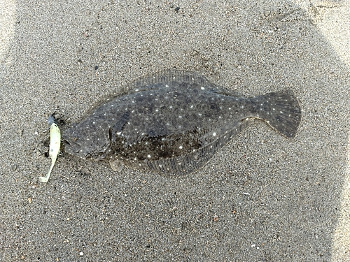 ソゲの釣果