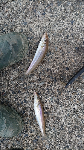 シロギスの釣果