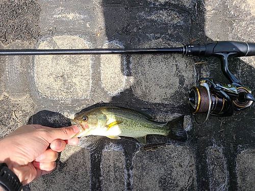 ラージマウスバスの釣果