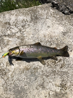 ブラウントラウトの釣果