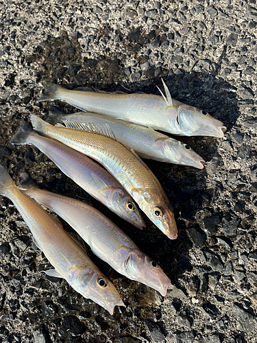 キスの釣果