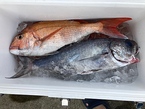 マダイの釣果