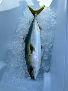 ハマチの釣果