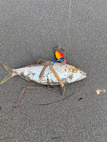 コノシロの釣果