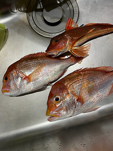 レンコダイの釣果