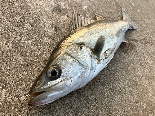 フッコ（マルスズキ）の釣果