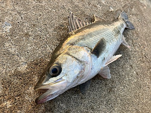 フッコ（マルスズキ）の釣果