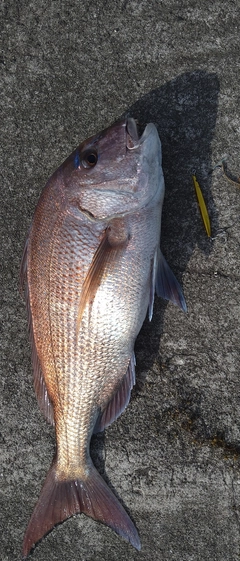 タイの釣果