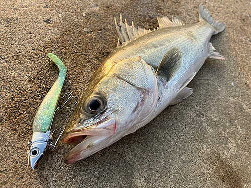 フッコ（マルスズキ）の釣果