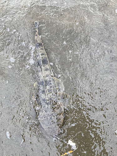 マゴチの釣果