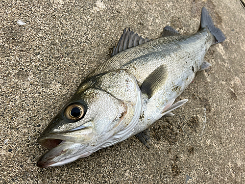 フッコ（マルスズキ）の釣果