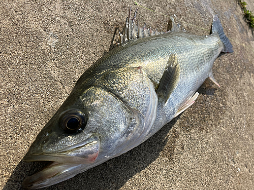 スズキの釣果