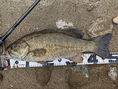 スモールマウスバスの釣果