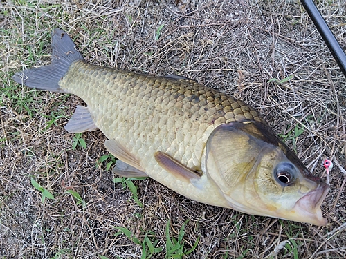 フナの釣果