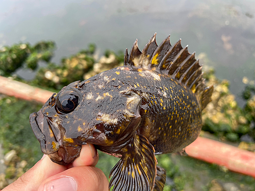 オウゴンムラソイの釣果