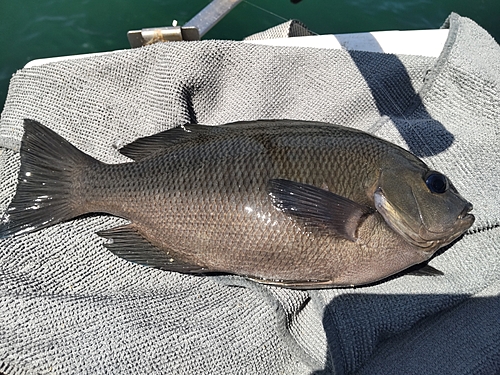 グレの釣果