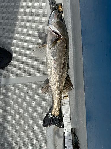 シーバスの釣果