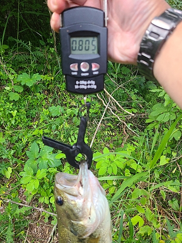 ブラックバスの釣果