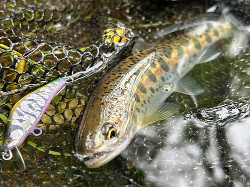 ヤマメの釣果