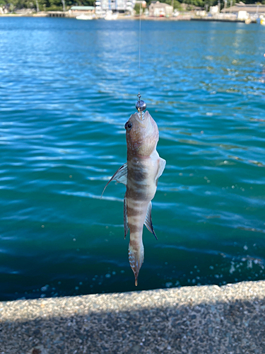 イトヒキハゼの釣果