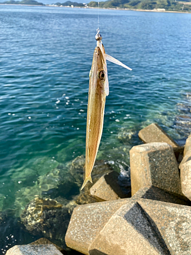 カマスの釣果