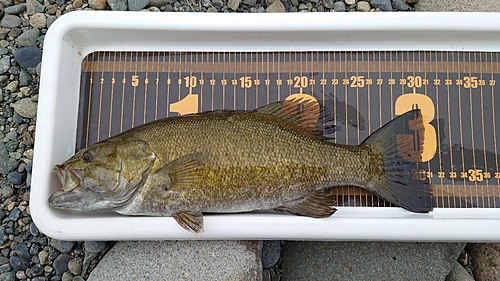 スモールマウスバスの釣果