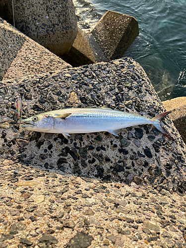 サゴシの釣果