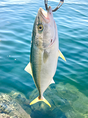 ワラサの釣果