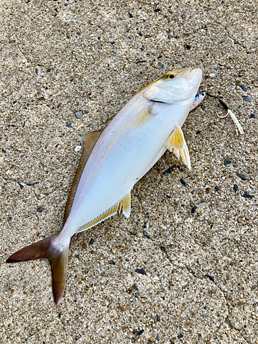 ショゴの釣果