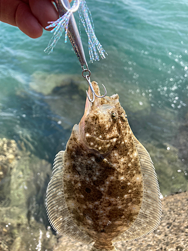 ヒラメの釣果