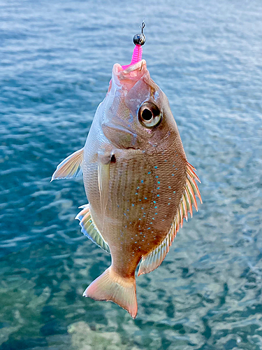 チャリコの釣果