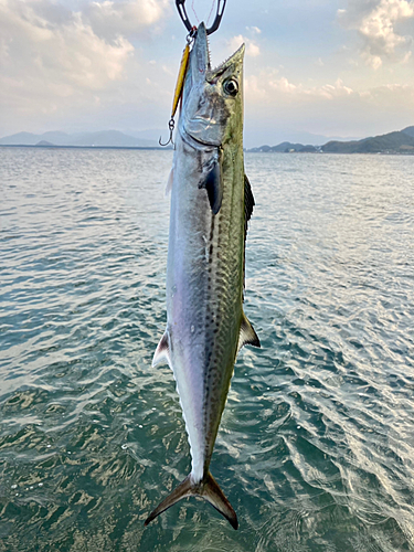 サゴシの釣果