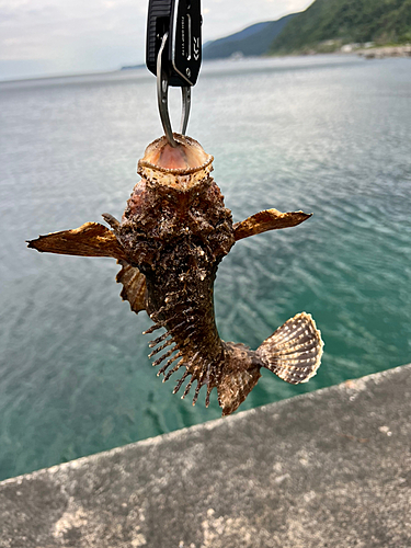 オニオコゼの釣果