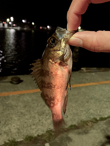 メバルの釣果