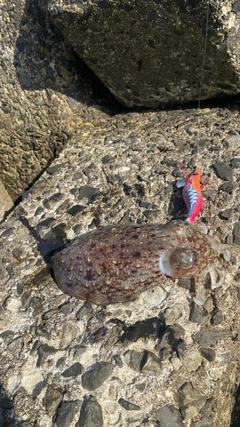 コウイカの釣果