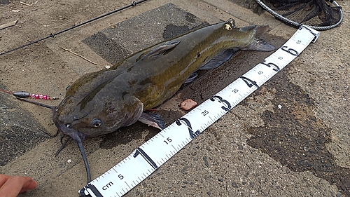 アメリカナマズの釣果