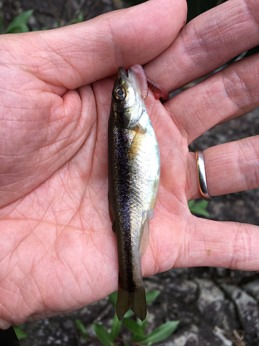 アブラハヤの釣果