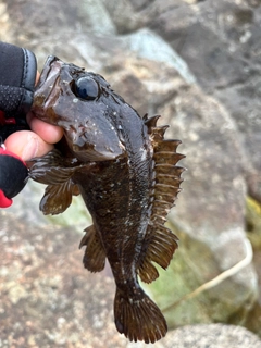 ガシラの釣果