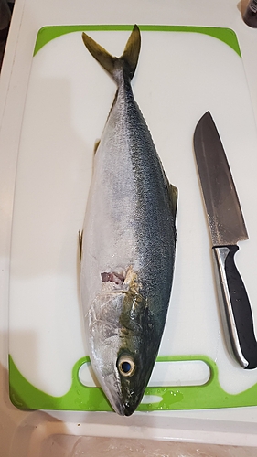 ヤズの釣果