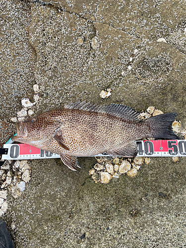 オオモンハタの釣果