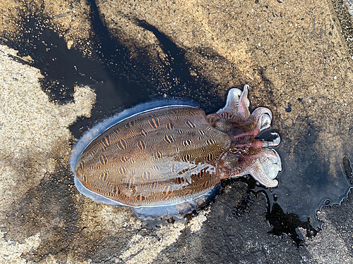 コウイカの釣果