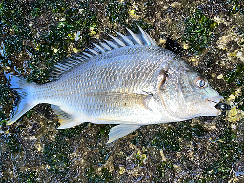 キビレの釣果