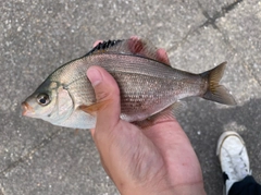 ウミタナゴの釣果